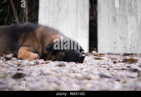 A lonely mix breed cute dog sleeping and thinking on the gravel floor. Stock Photo