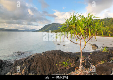 A Pandanus tree growing on the rocky headland at Noah Beach - Located in the Daintree region north of Cairns in Far North Queensland Australia Stock Photo