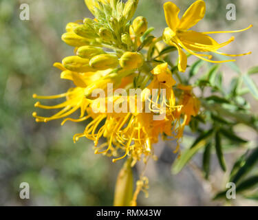 Bladderpod Bush (Peritoma arborea, [syn. Cleome isomeris]) blossoms in Joshua Tree National Park, California Stock Photo