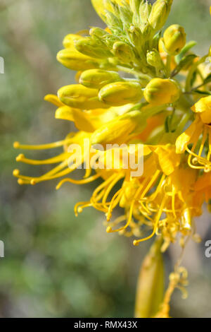 Bladderpod Bush (Peritoma arborea, [syn. Cleome isomeris]) blossoms in Joshua Tree National Park, California Stock Photo