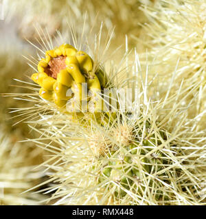 A fruiting teddy bear cholla cactus (Cylindropuntia bigelovii) in Joshua Tree National Park, California, USA Stock Photo