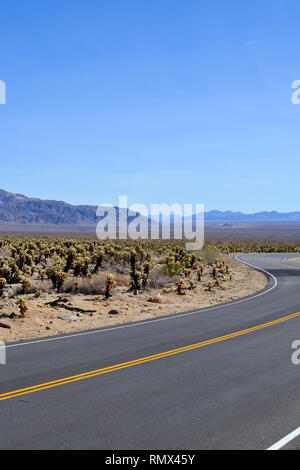 Pinto Basin Road winding through teddybear cholla (Cylindropuntia bigelovii) in Joshua Tree National Park Stock Photo