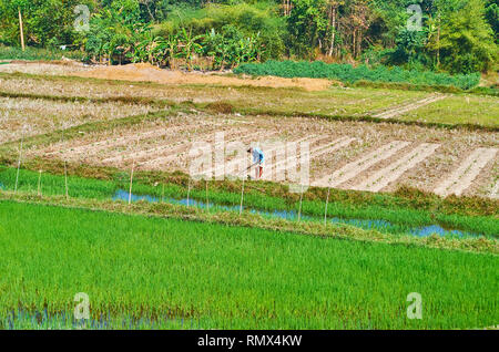 TAWA, MYANMAR - FEBRUARY 15, 2018: The peasant works in a meadow with juicy green paddy-fields on the foreground, on February 15 in Tawa. Stock Photo