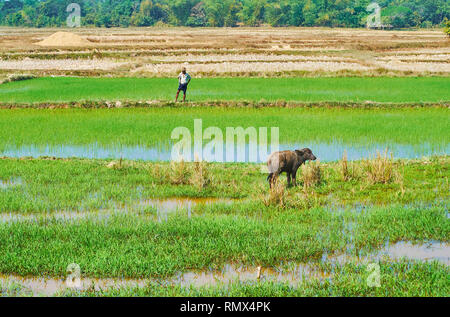 TAWA, MYANMAR - FEBRUARY 15, 2018: The peasant works in paddy-field and the small calf grazes in wetland, on February 15 in Tawa. Stock Photo