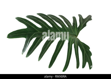 Green tropical leaf on white background with path, Philodendron xanadu Croat. Stock Photo