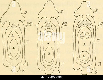 . Annales des sciences naturelles. Plants; Biology. . Please note that these images are extracted from scanned page images that may have been digitally enhanced for readability - coloration and appearance of these illustrations may not perfectly resemble the original work.. Paris : Fortin, Masson Stock Photo