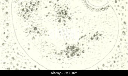 Annales Des Sciences Naturelles Xm Y M F C R N F M W T Y I I 1 L J Aw C C Ui L Ct U Gt Oru Rr Iii I W Tihu Ir Ifkf R Teu Va Is