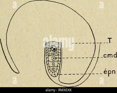 . Annales des sciences naturelles. Plants; Biology. . Please note that these images are extracted from scanned page images that may have been digitally enhanced for readability - coloration and appearance of these illustrations may not perfectly resemble the original work.. Paris : Fortin, Masson Stock Photo