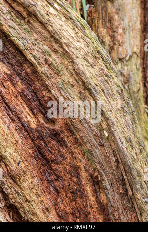 Rotting tree background and texture close-up Stock Photo