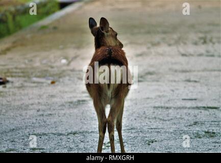 Deer from the back walking in Nara Park, Japan. Stock Photo