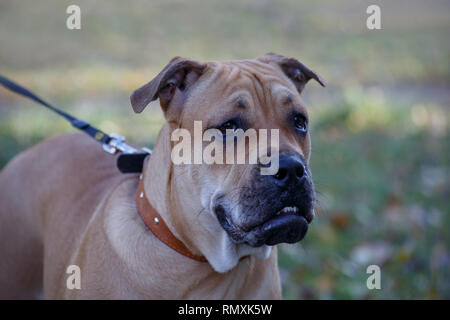 Ca de bou puppy is standing on a autumn meadow. Majorca mastiff or majorcan bulldog. Pet animals. Six month old. Stock Photo