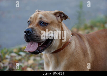 Cute ca de bou puppy with black mask close up. Majorca mastiff or majorcan bulldog. Pet animals. Six month old. Stock Photo