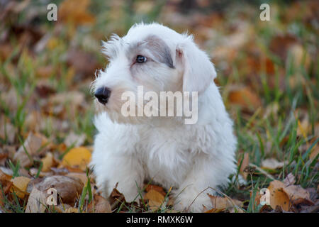 Cute sealyham terrier puppy is lying in the autumn foliage. Welsh border terrier or cowley terrier. Two month old. Pet animals. Stock Photo