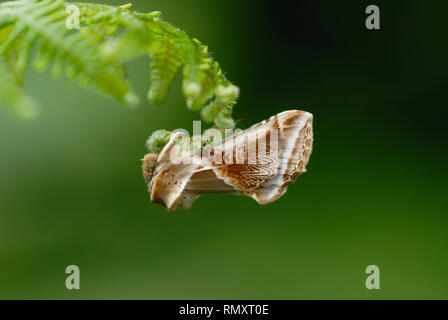 Buff Arcbes moth (Habrosyne pyritoides) Stock Photo