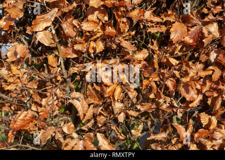 Autumn. Multicolored maple leaves lie on the grass. - Image Stock Photo