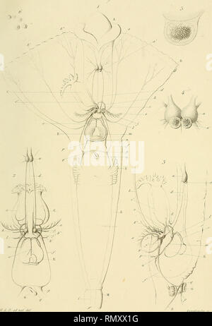 1921 nau hi-res stock photography and images - Alamy