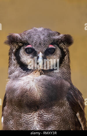 Milky eagle owl close-up Stock Photo