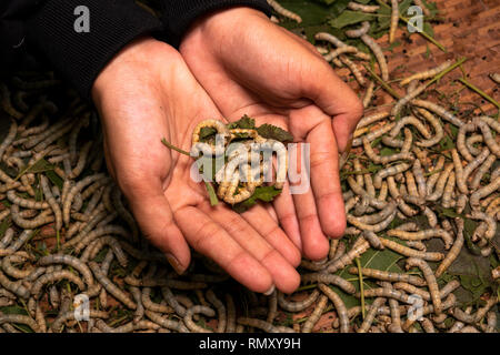 Cambodia, Phnom Penh, Koh Dach, Silk Island traditional weaving centre, guide holding silk worms in hands Stock Photo