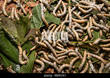 Cambodia, Phnom Penh, Koh Dach, Silk Island traditional weaving centre, silk worms on mulberry leaves Stock Photo