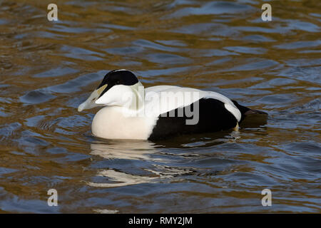 Common Eider Duck - Somateria mollissima  Male on water Stock Photo