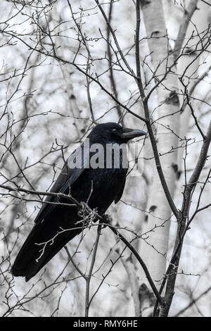 Carrion crow (Corvus corone) perched in a tree Stock Photo