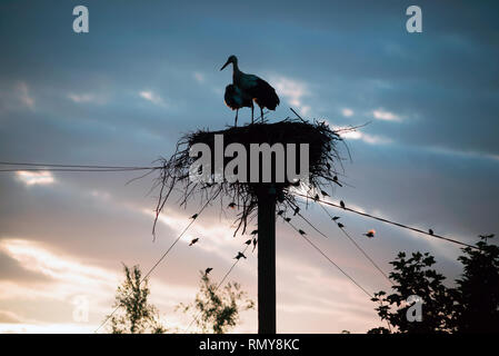 A family of storks in their nest, sitting high on a pole at sunset in the evening. Belarus,Polesie. Stock Photo