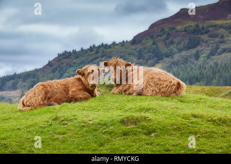 Two Highland Cattle calves lying down together looking towards the camera in the Highlands of Scotland with hills in the background, Scotland, UK Stock Photo
