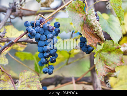 Red grapes on tree in the vineyard at sunlight closeup. Stock Photo