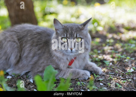 Gray street cat with red collar sitting outdoor closeup at spring garden, looking at the camera Stock Photo