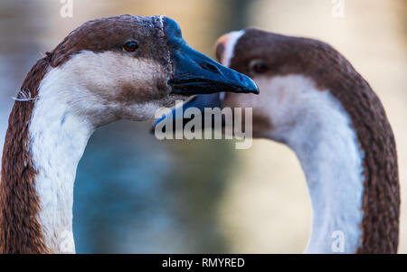 African goose Scientific name: Anser anser domesticus Higher classification: Swan goose Stock Photo