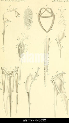 Annales Des Sciences Naturelles F Quot Ann Afcr Setenc Nal 2 Jeru Oo Ton I3 Pl N 6 5p Please Note That These Images Are Extracted From Scanned Page Images That May Have
