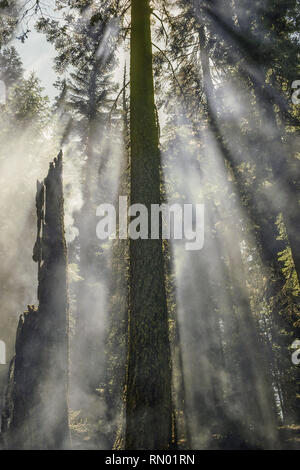 Smoke forest and fireman after forest fire silhouette Stock Photo - Alamy