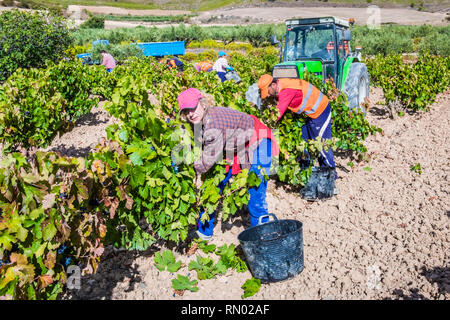 Grape harvest. Bargota, Navarre, Spain, Europe. Stock Photo