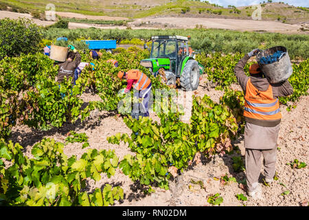 Grape harvest. Bargota, Navarre, Spain, Europe. Stock Photo