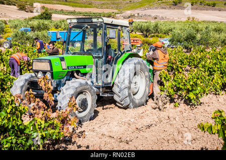 Grape harvest. Bargota, Navarre, Spain, Europe. Stock Photo