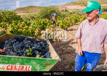 Grape harvest. Bargota, Navarre, Spain, Europe. Stock Photo