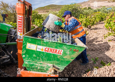 Grape harvest. Bargota, Navarre, Spain, Europe. Stock Photo