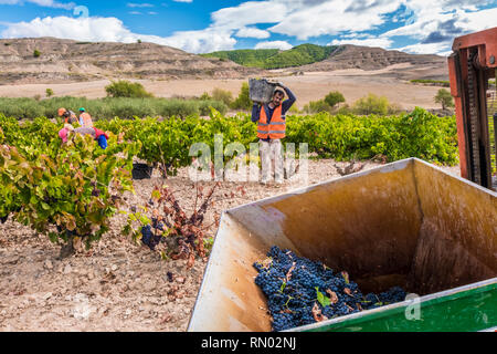 Grape harvest. Bargota, Navarre, Spain, Europe. Stock Photo