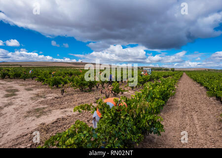 Grape harvest. Bargota, Navarre, Spain, Europe. Stock Photo