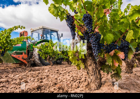 Grape harvest. Bargota, Navarre, Spain, Europe. Stock Photo