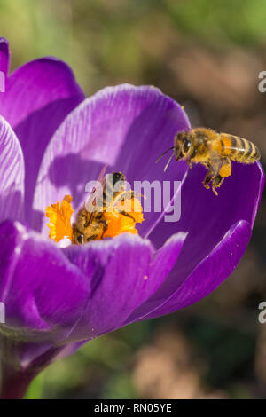 Bee (honey bee), an important pollinator, nectaring on a crocus flower in February. Spring wildlife, social insect. Stock Photo