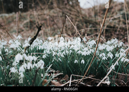 Snowdrops on the forest floor Stock Photo