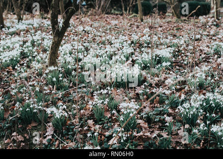 Snowdrops on the forest floor Stock Photo