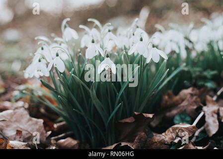 Snowdrops on the forest floor Stock Photo