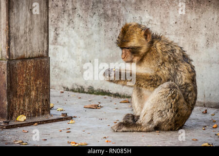 Picture of the famous monkeys of Gibraltar. Several macaques living in the Rock Natural Reserve in Gibraltar, United Kingdom. Stock Photo
