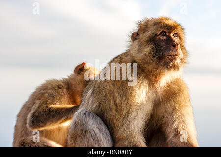 Picture of a couple of the famous monkeys of Gibraltar, grooming. Several macaques living in the Rock Natural Reserve in Gibraltar, United Kingdom. Stock Photo