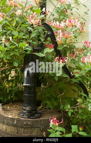 Lonicera belgica periclymenum growing over an oak barrel rainwater pump Stock Photo