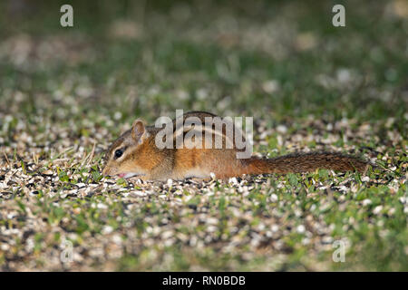Eastern Chipmunk foraging in spilled seeds. Stock Photo