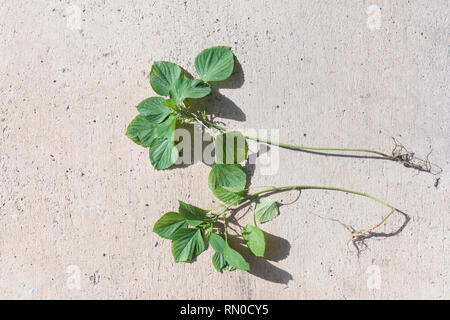 Acalypha indica,Indian copperleaf,Tree-seeded mercury.Catnip herb for cat  has a scent  like Pheromone Stock Photo