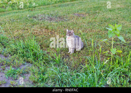 Gray street cat in red collar sitting outdoor in green grass Stock Photo